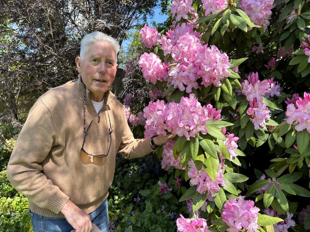 Man standing beside rhododendron in full bloom